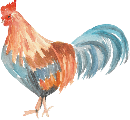 Watercolor Rooster Illustration